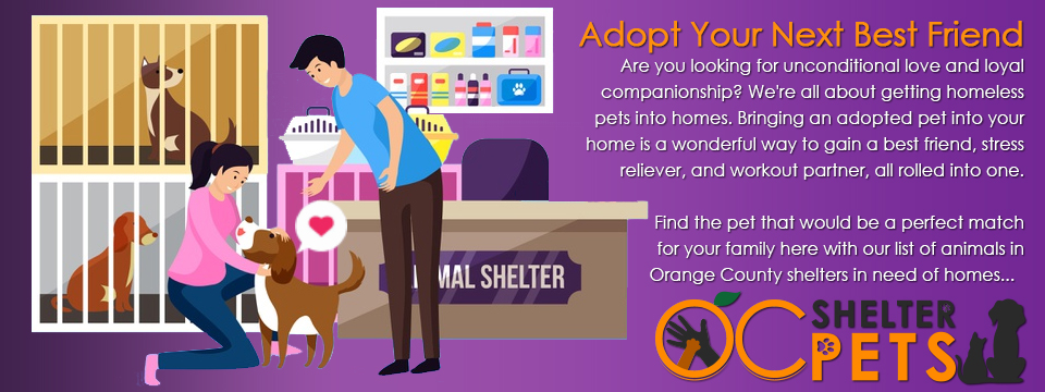 Adopt Your Next Best Friend | OC Shelter Pets