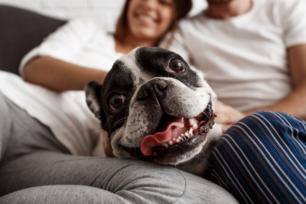 beautiful couple resting sofa with dog 176420 16946 - Join Our '2 Weeks 2 Speak' Temporary Foster Program