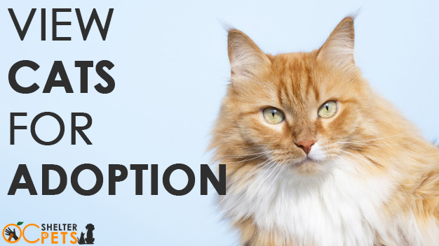 cats for adoption - Pets For Adoption In Orange County Shelters