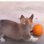 Corgi Puppy Gets Into A ‘Fight’ With A Pumpkin