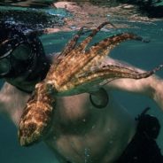 Diver Forms A Bond With An Octopus And It ‘Teaches’ Him About The Ocean