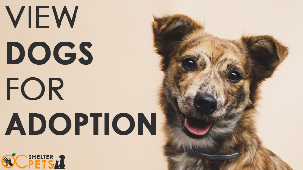 dogs for adoption - About OC Shelter Pets