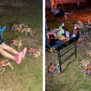 Family’s Barbecue Campout Gets Ambushed By A Ton Of Robber Crabs