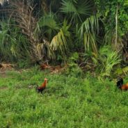 Feral Chickens In Key West Falling Ill Due To Humans Feeding Them