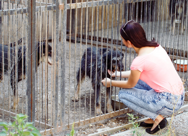 girl volunteer nursery dogs shelter stray dogs 109285 6667 - About OC Shelter Pets