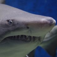 Half A Million Sharks At Risk Of Being Killed In Search Of COVID-19 Vaccine
