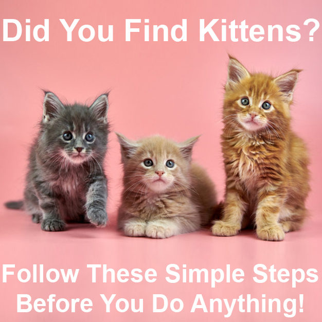 Did You Find Kittens?
