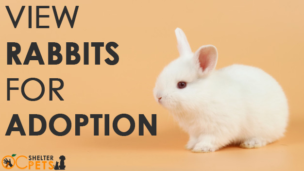 rabbits for adoption - About OC Shelter Pets