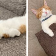 The Internet Is Obsessed With This Kitten That Sleeps Like A Human