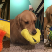 Therapy Dog Chooses A Different Stuffed Animal To Bring To Bed Each Night
