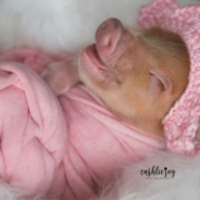 A Piglet Had A Newborn Photoshoot And The Pictures Will Make Your Day