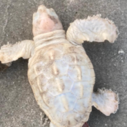 Volunteers Discover Rare White Baby Sea Turtle On South Carolina Beach