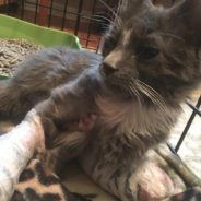 Cat Injured in Dog Attack at Shelter Adopted By Employee Who Saved Him
