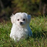 Groomer Sparks Backlash For Dying Her Dog’s Fur Multiple Colors