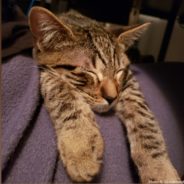 Happy Tails: Meet Some Of The PawsXPacific Flight Passengers You Helped Fly To Forever Homes