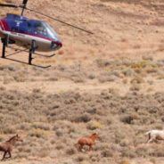 Wild Horses Reunite In Emotional Video Two Years After Roundup Tore Them Apart