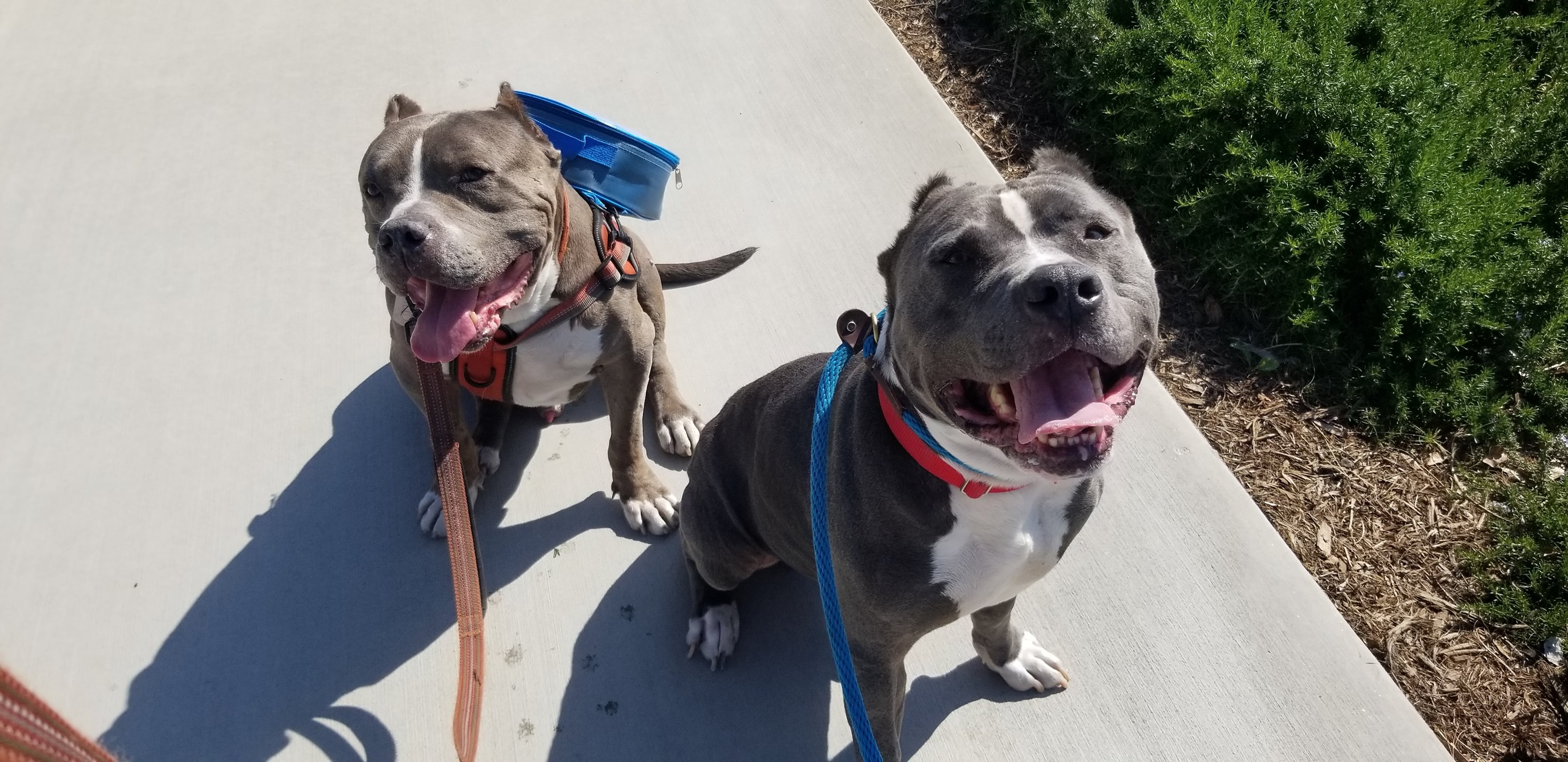 87010379 10217854618129533 5001151045783519232 o - A Look Back At The First Year With A New Director At OC Animal Care: A Short Story From A Former Volunteer