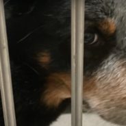 After His Owner Passed Away, Loyal Dog Fiercely Guarded His Body For Days