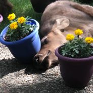 Moose’s Family Sneak Into Man’s Backyard And Decide To Make It Their Own