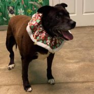 Senior Dog Finally Gets Adopted After Spending Over 10 Years In A Shelter