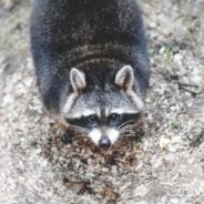 Why Do Raccoons “Douse” Their Food in Water?