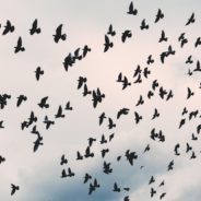 Woman Asks Internet If She’s Liable For ‘Army Of Crows’ She Created Attacking Neighbor