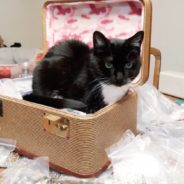 Grace Ellen’s Rescue Story