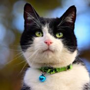 Cat Abandoned in a Carrier Outside in the Heat Finds New Home