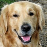 Meet Rosalie: St. Jude Children’s Research Hospital’s New Service Dog For Staff