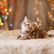 Now is the time to send an end-of-year mailer for your animal organization!