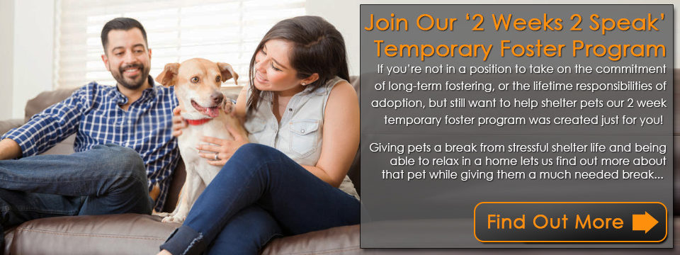 Join Our ‘2 Weeks 2 Speak’ Temporary Foster Program