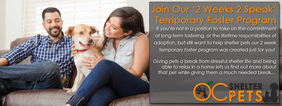 2 weeks 2 speak foster program banner - Join Our '2 Weeks 2 Speak' Temporary Foster Program