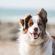 5 Basic Ways to Transform Your Pet’s Health in 2022
