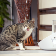 A healthy cat is a hydrated cat