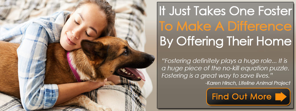 Foster A Dog: Save A Life