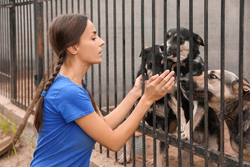 Женщина волонтер животные. A Group of Volunteers at a Pet Shelter.. Animal shelter volunteer