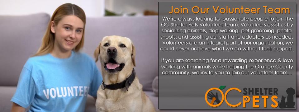 volunteer banner - OC Shelter Pets Donation & Volunteer Opportunities