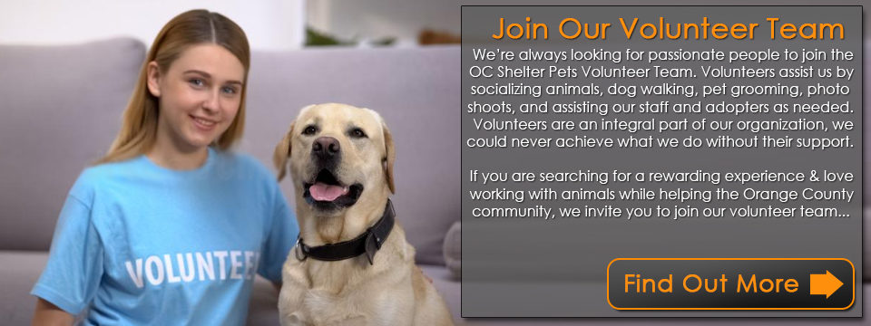 Become An OC Shelter Pets Volunteer