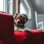 How to Keep Your House From Smelling Like a Dog