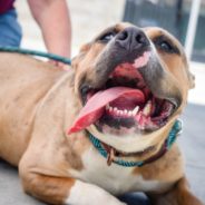 National Pet Dental Hygiene Month: Information for Pet Parents Who Brush Their Dog’s Teeth at Home
