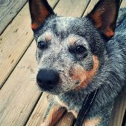 Scared, Formerly Abused Dog Finally Feels Safe in New Home
