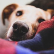 What to Know Before Buying a DNA Test for Your Mixed Breed Dog