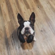 Best Podcasts for New Pet Parents