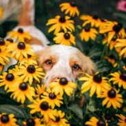 Going-Green Activities for You and Your Pet this St. Patrick’s Day