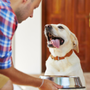 An Overview of Plant-Based Dog Food