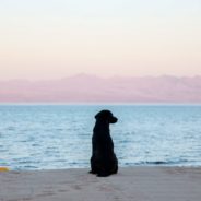 How We Celebrate Earth Day Every Day at Freshpet