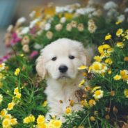 April Showers Bring (Dog-Friendly) May Flowers!