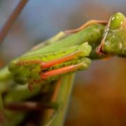 Are You Ready to Swap Your Dog or Cat for a Praying Mantis as Pet?