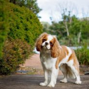 Ask Dr. Aziza: Dealing With Stress in Pets