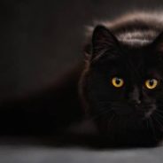 Photography Student Takes Portraits Of Black Shelter Pets To Help Them Get Adopted